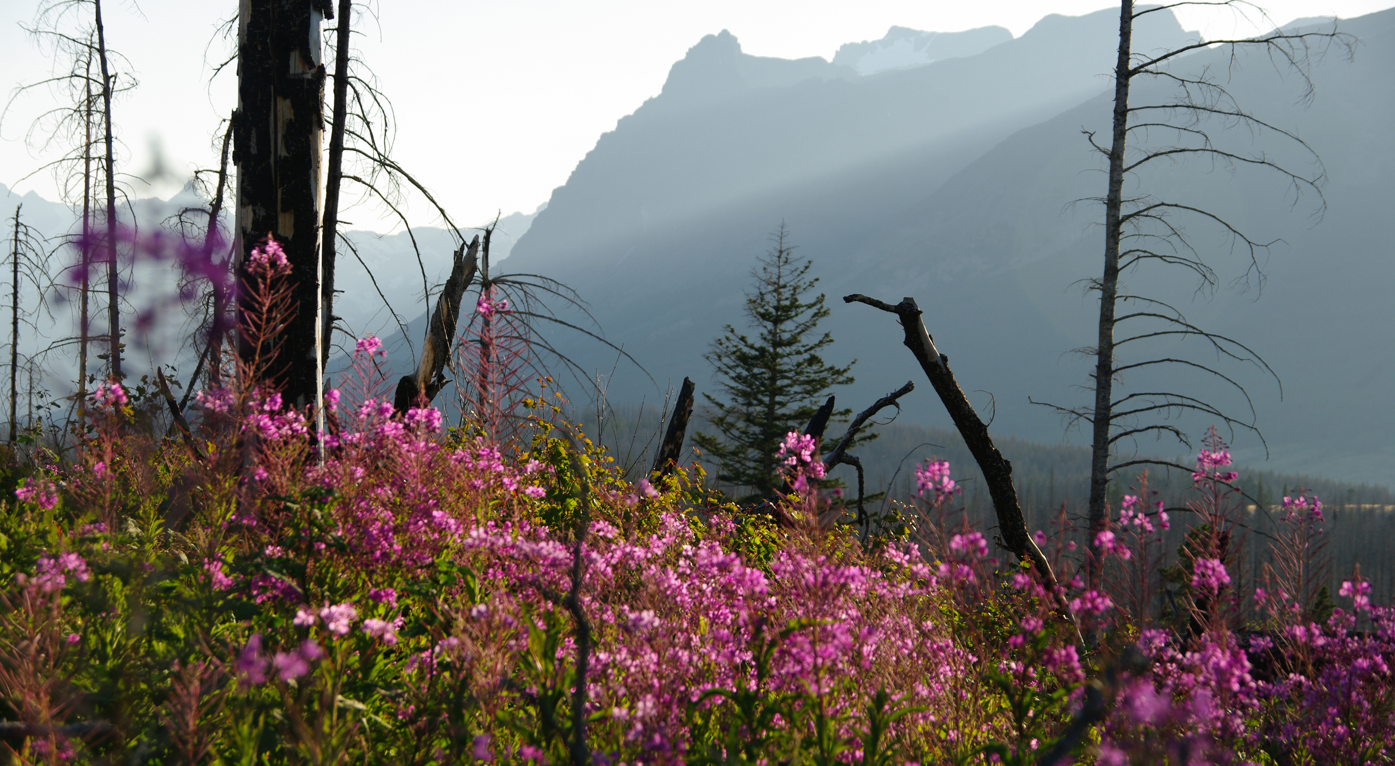 17037-IMGP9058-August WildFlowers in Glacier National Park-JPG (8-20-11)-Crop.jpg